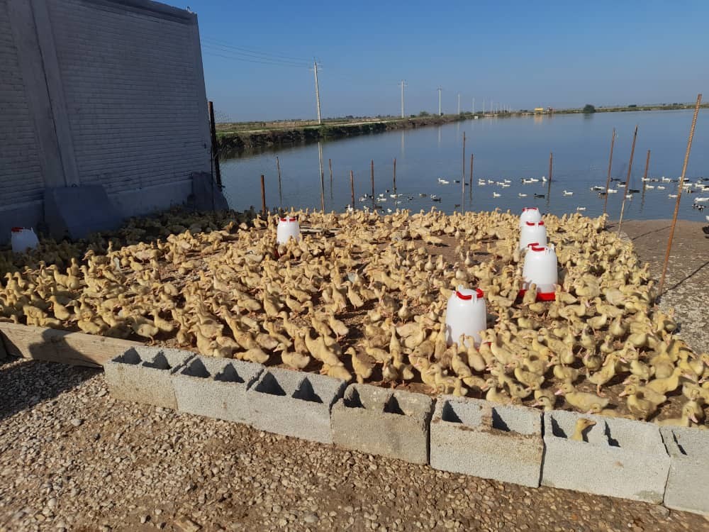 پرورش اردک بصورت توأم با ماهی در مجموعه ماهی کارون