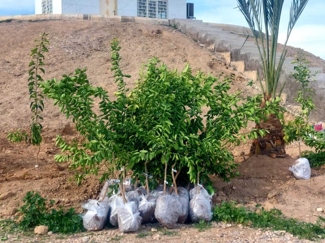 مراسم کشت نهال مثمر در مجموعه ماهی کارون، با حضور مسئولین و مدیریت مجموعه