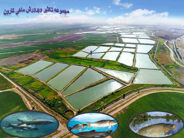 پیام تبریک به مناسبت روز ملی آبزیان