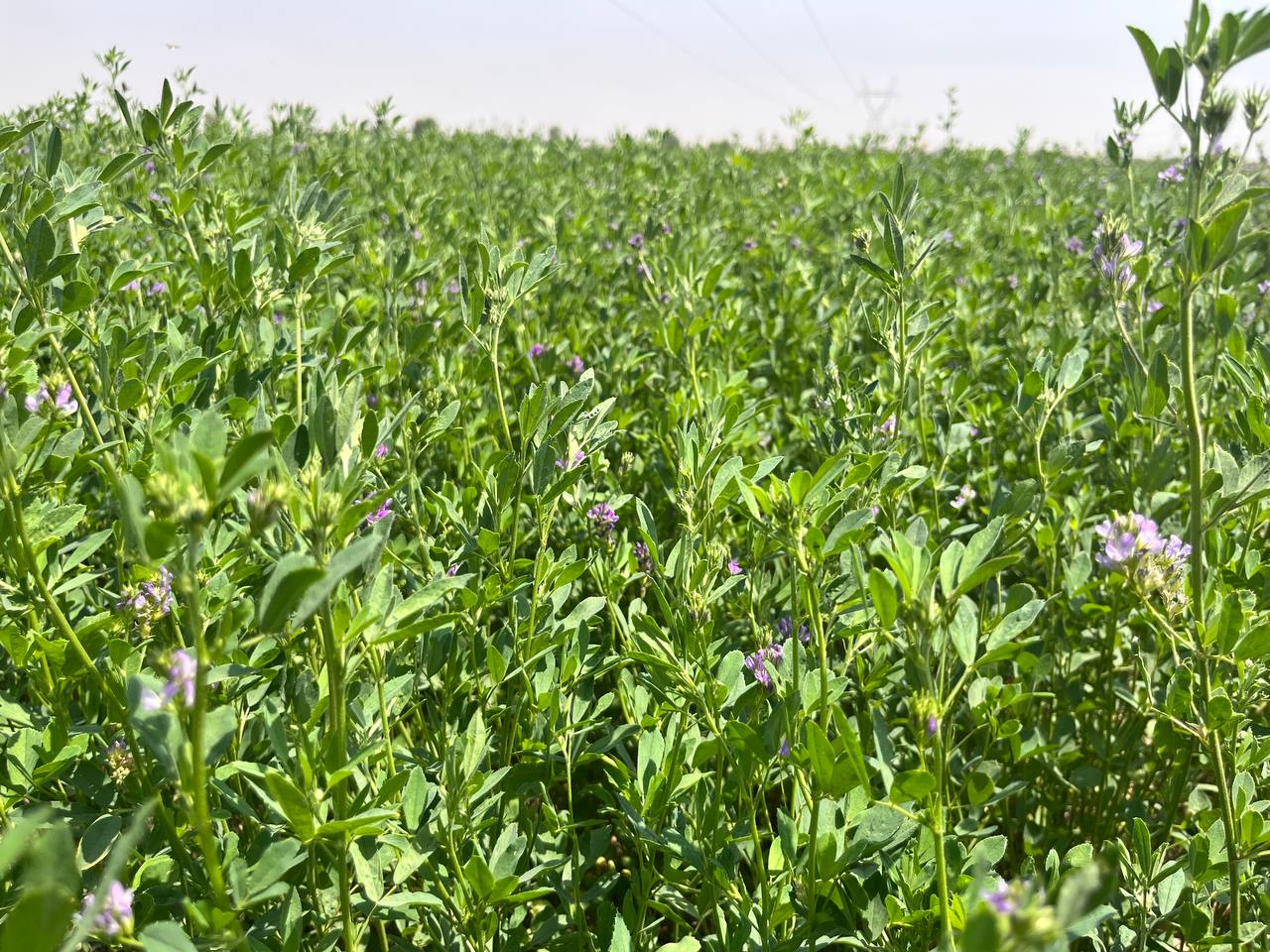 یونجه